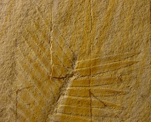 Zamites feneonis BRONGNIART - Bild © FossNet FossilienStore